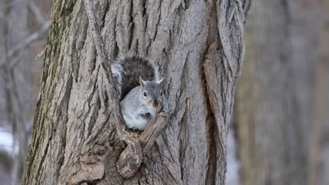 Grey squirrel sitting on a tree branch in prospect park brooklyn new york Video stock 303590440