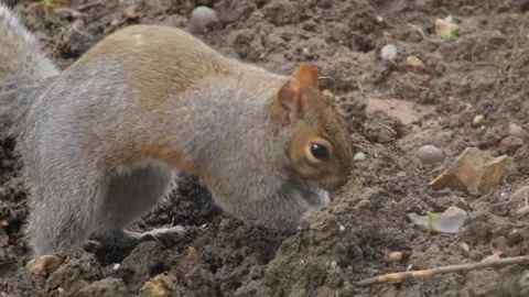 Grey Squirrel Slow Motion Close Up Burying Food Nut In Mud Soil In Garden Stock Footage 300846968