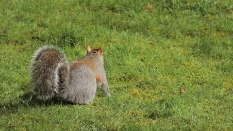 Grey Squirrel Slow Motion Finding Peanut In Grass Then Jumps Away Daytime Sunny Stock Footage 302868012