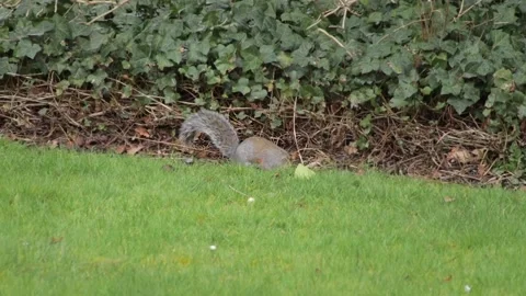 Grey Squirrel Slow Motion Jumping Searching Foraging For Food Sniffing And Stock Footage 300841565