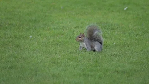 Grey Squirrel Slow Motion Jumping Moving In Garden Daytime Borehamwood Stock Footage 302371279