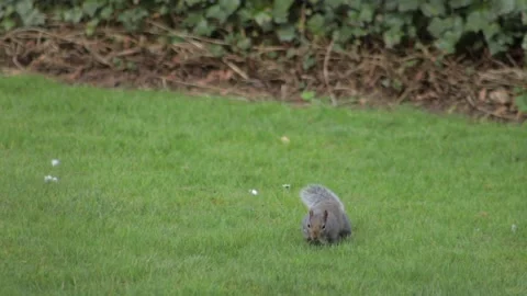 Grey Squirrel Slow Motion Jumping Searching For Food In Grass Daytime Sunny Stock Footage 302868304