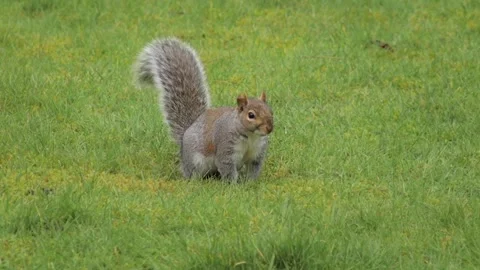 Grey Squirrel Slow Motion Perched In Grass Garden Daytime Borehamwood Stock Footage 300841536