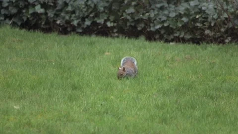 Grey Squirrel Slow Motion Searching Foraging For Buried Food Sniffing Grass In Stock Footage 300688934