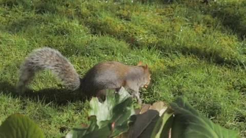 Grey Squirrel Slow Motion Searching Foraging For Food Sniffing Wet Grass In Stock Footage 300689150
