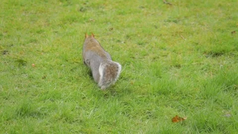 Grey Squirrel Slow Motion Searching Foraging For Food Garden Daytime Stock Footage 301378574