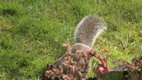 Grey Squirrel Sniffing And Finding A Peanut Thrown Into Grass Garden Slow Stock Footage 327392939