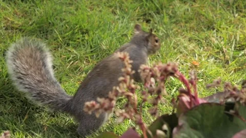 Grey Squirrel Sniffing And Finding A Peanut In Grass Garden Slow Motion Daytime Stock Footage 327393745