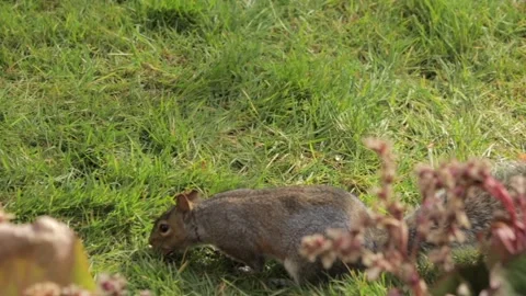 Grey Squirrel Sniffing And Finding A Peanut And Eats It In Grass Garden Slow Stock Footage 327394181