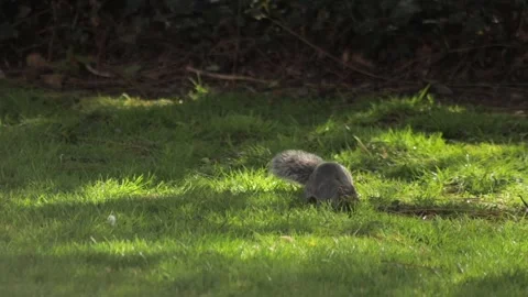 Grey Squirrel Sniffing And Foraging For Food In Grass Garden Daytime Slow Stock Footage 305587624
