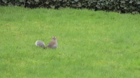 Grey Squirrel Sniffing And Searching For Food In Grass Garden Daytime Pan Left Stock Footage 302371294