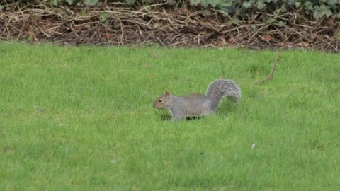 Grey Squirrel Sniffing And Searching For Food In Grass Garden Daytime Pan Right Stock Footage 302371310