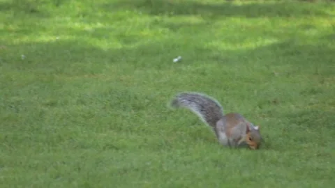 Grey Squirrel Sniffing And Searching For Food On Wet Grass In Garden And Stock Footage 302868097