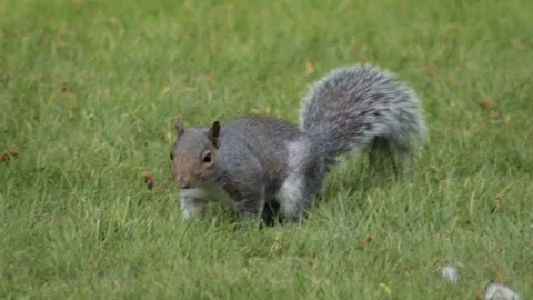 Grey Squirrel Sniffing And Searching For Food In Grass Garden Daytime Close Up Stock Footage 303474617