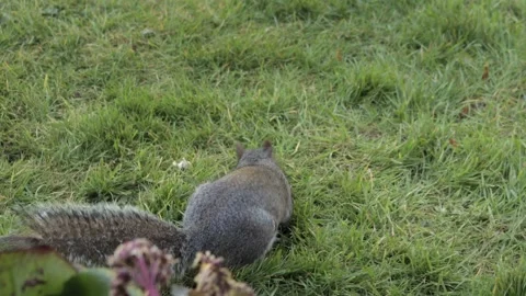 Grey Squirrel Sniffing And Searching For Food In Grass Garden Daytime Close Up Stock Footage 303881057