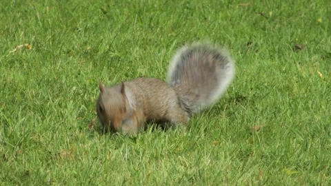 Grey Squirrel Sniffing And Searching For Food In Grass Garden Close Up Pan Shot Stock Footage 303971231
