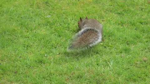Grey Squirrel Sniffing And Searching For Food In Grass Garden Then Runs Away Stock Footage 303971691