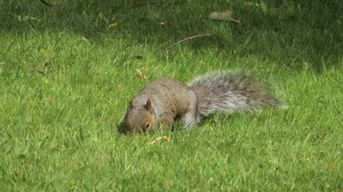 Grey Squirrel Sniffing And Searching For Food In Grass Garden Close Up Sunny Stock Footage 303971795
