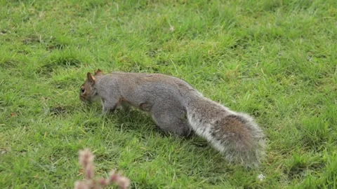 Grey Squirrel Sniffing And Searching For Food In Grass Garden Daytime Slow Stock Footage 305587568