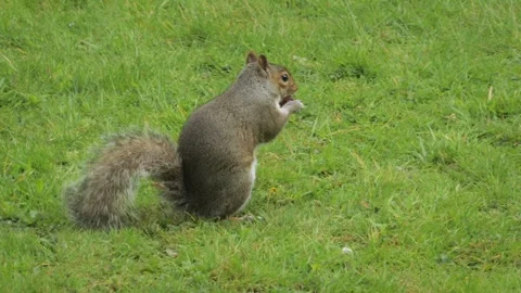 Grey Squirrel Sniffing Finding And Eating A Grape In Grass Garden Daytime Close Stock Footage 303974582