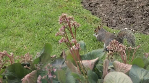 Grey Squirrel Sniffing Grass In Garden Then Finds A Nut And Eats It Slow Motion Stock Footage 305587763