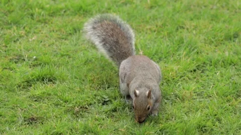 Grey Squirrel Sniffing Grass In Garden Then Finds A Nut And Runs Away Slow Stock Footage 305587965