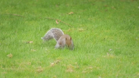Grey Squirrel Sniffing Grass Searching For Food Then Hops Away Daytime Slow Stock Footage 301379227