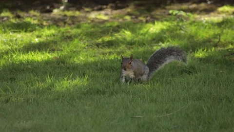 Grey Squirrel Sniffing Grass Searching For Food In Slow Motion Then Jumps Away Stock Footage 305587721