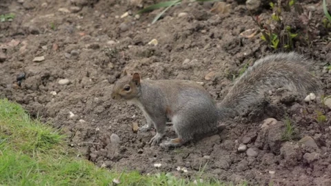 Grey Squirrel Sniffing Soil In Flowbed Then Gets Fed Peanuts Slow Motion Stock Footage 305587778