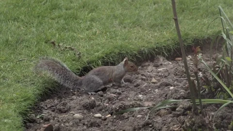 Grey Squirrel Sniffing Soil In Flowerbed Daytime Borehamwood Hertfordshire UK Stock Footage 305587943