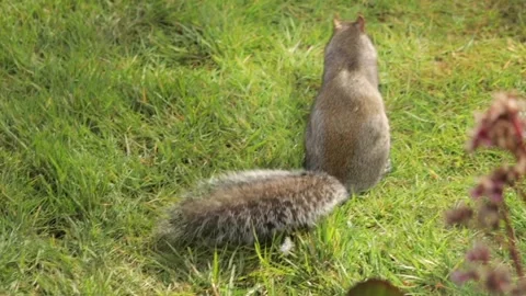 Grey Squirrel Standing Up And Eating A Red Grape Thrown Into Grass Garden Slow Stock Footage 327394044