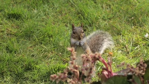 Grey Squirrel Standing Up Eating A Peanut In Grass Garden Slow Motion Daytime Stock Footage 327394257