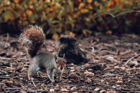 Grey squirrel standing on leaf litter in a London park with autumn foliage Фото