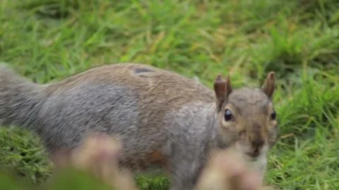 Grey Squirrel Standing Up Looking For Food Close Up Slow Motion Daytime Grass Stock Footage 305587681