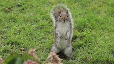 Grey Squirrel Standing Up Looking For Food In Grass Garden Daytime Slow Motion Stock Footage 305587863