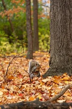 Grey squirrel standing near tree trunk in autumn forest Stock Photos