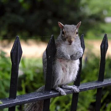 Grey squirrel standing on a railing in a park. Stock Photos