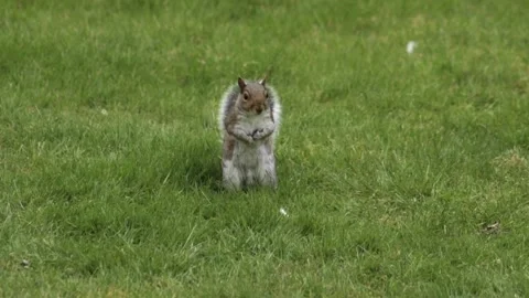 Grey Squirrel Standing Up In Slow Motion Daytime Grass Garden Borehamwood Stock Footage 305587669