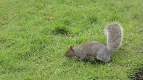 Grey Squirrel Standing Up Then Searches For Food In Grass Garden Daytime Slow Stock Footage 305587541