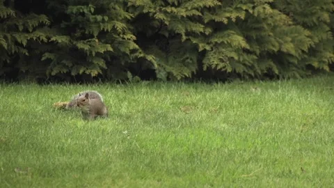 Grey Squirrel Standing Up Then Searching Sniffing And Looking For Food In Grass Stock Footage 327392254