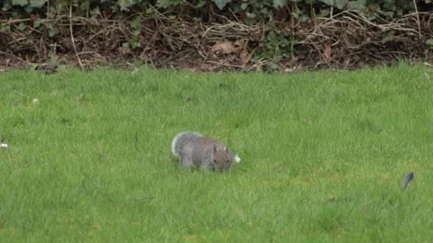 Grey Squirrel Standing Up Then Sniffing Grass Searching For Food In Garden Stock Footage 302371266