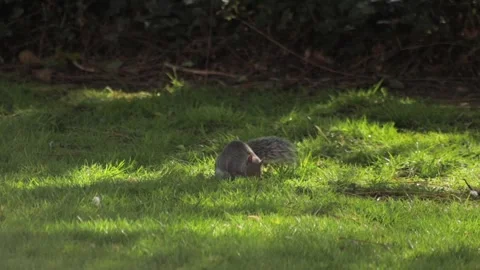Grey Squirrel Standing Up Then Sniffing And Searching For Food In Grass Garden Stock Footage 305587676