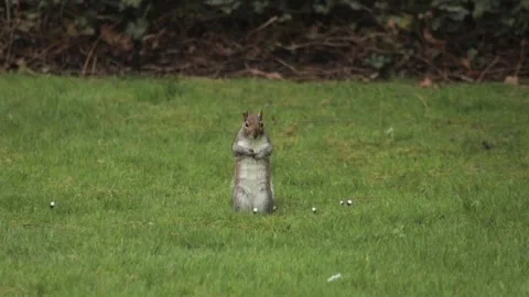 Grey Squirrel Standing Up Turning Towards Camera In Slow Motion Daytime Grass Stock Footage 302371247