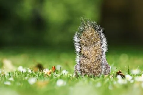 Grey squirrel tail in the grass ( Sciurus carolinensis ) Stock Photos