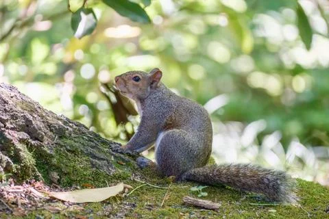 Grey squirrel taking a rest at base of tree Stock-Fotos