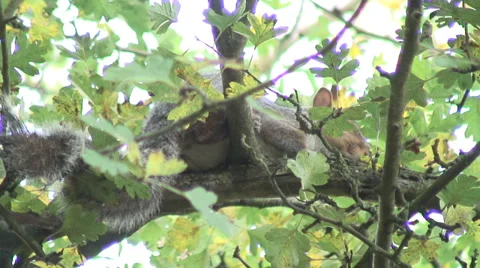 Grey squirrel in tree 01 Stock Footage 32183919