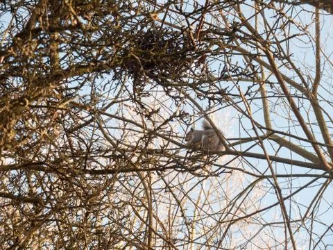 Grey squirrel up in tree canopy branches eating Stock Photos