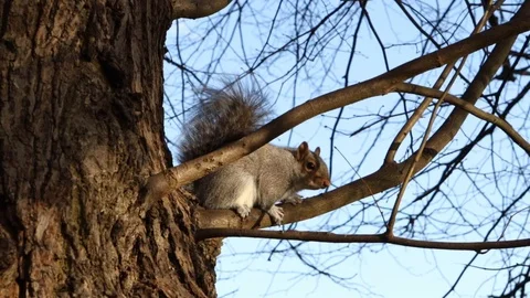Grey Squirrel In Tree Stockbeeldmateriaal 93581256