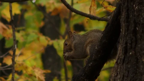 Grey squirrel in the tree Stock Footage 123011157