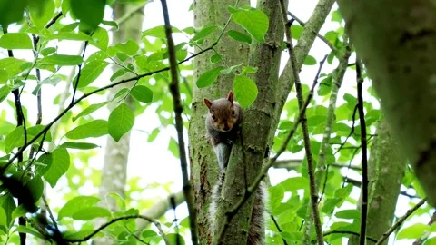 Grey Squirrel in a tree Vídeos de archivo 132599202